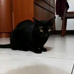 Look what happens if you do not fix this cat too long!