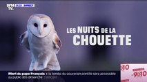 Les nuits de la chouette: après l'accouplement et la ponte des œufs, voici désormais un petit poussin