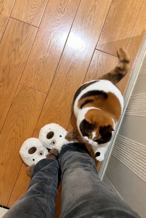 Cute animals 😼😂🐱funny pets