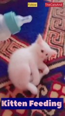 How to Feed a Kitten | Best Food for kitten | #foryou #cat #kitten
