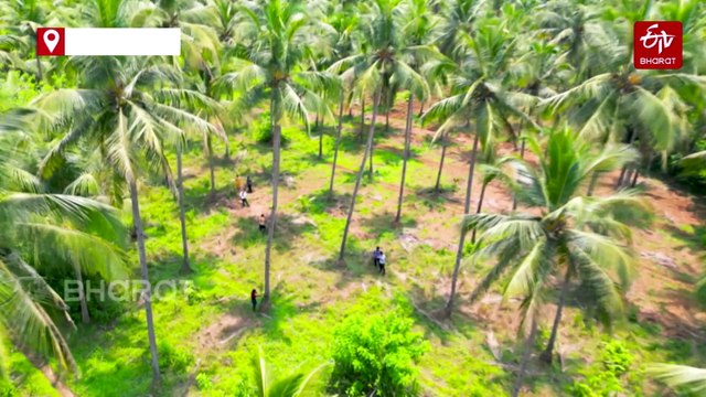 Friends of Coconut Tree: Goa Revamps Coconut Harvesting