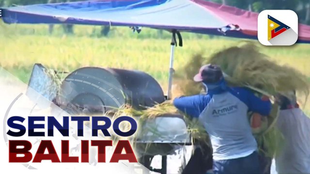 DA Sec. Tiu Laurel Jr., iginiit na maganda ang kalidad ng bigas na ibebenta sa halagang P20/kg; naturang bigas, kabilang sa mga binili ng NFA sa mga lokal na magsasaka