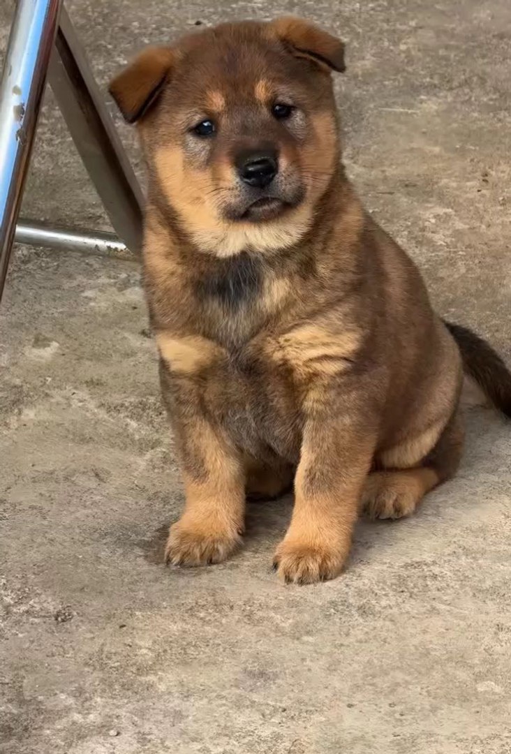 ⁣Cute animals 😼😂🐱funny pets #shortsfeed #funnyanimals #dog