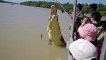 Jumping Crocodiles Adelaide River Northern Territory Australia