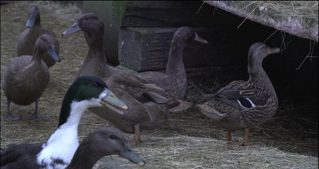 We meet the Medway Duck Man who has his own therapy ducks!