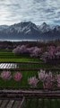 Spring Days in Skardu 🌸 | Blossom Season in the Mountains 🌿