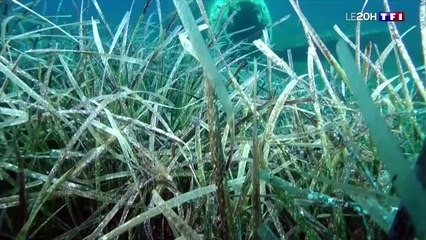 En Corse, des épaves de la Seconde Guerre mondiale refont surface 🚢