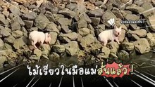 วิ่งเล่นจนลืมบ้าน ! เจ้าหมาเฟรนช์ บูลด็อกหายตัว เจ้าของใจหาย สุดท้ายโผล่ริมคลอง !