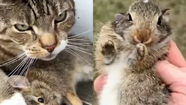 Moment man rescues rabbit caught by his pet cat