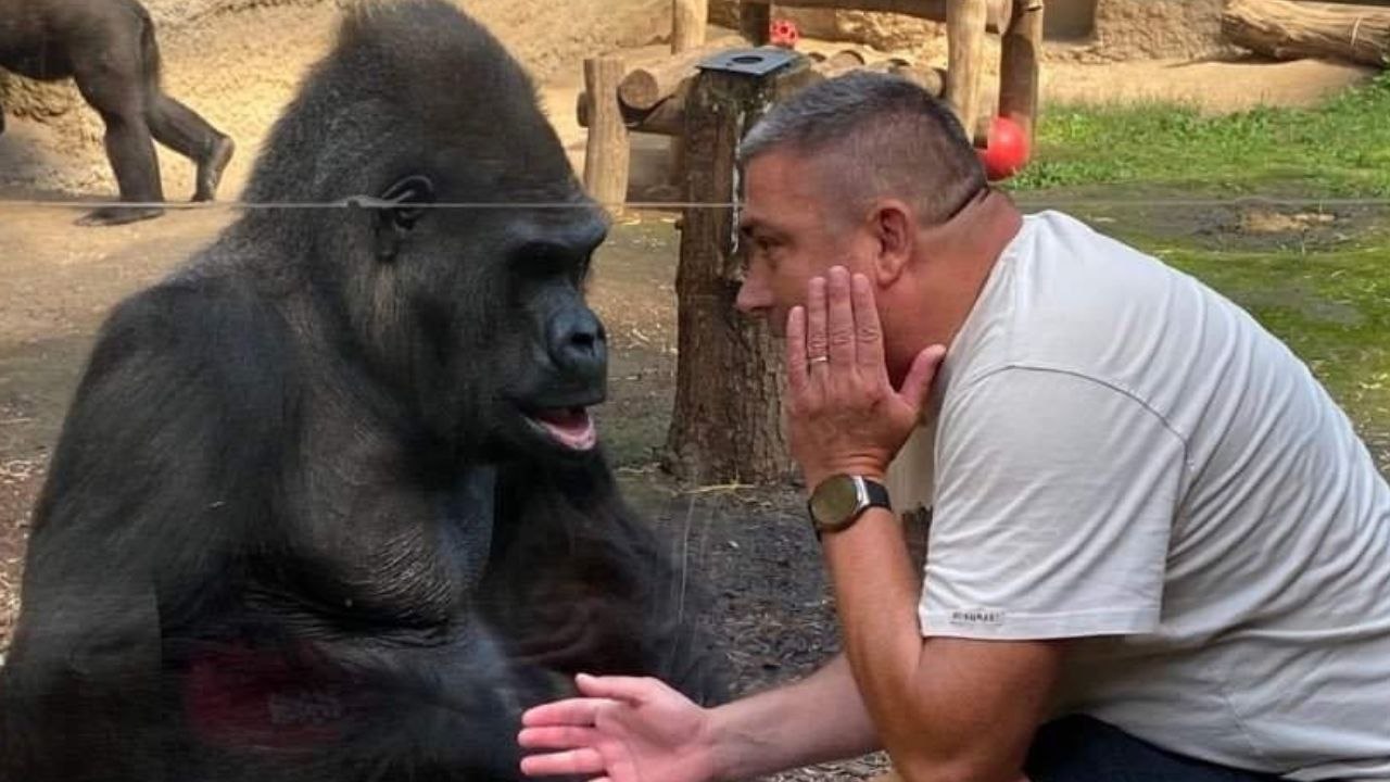 Emotionaler moment: gorilla erkennt seinen ehemaligen pfleger nach 23 jahren wieder