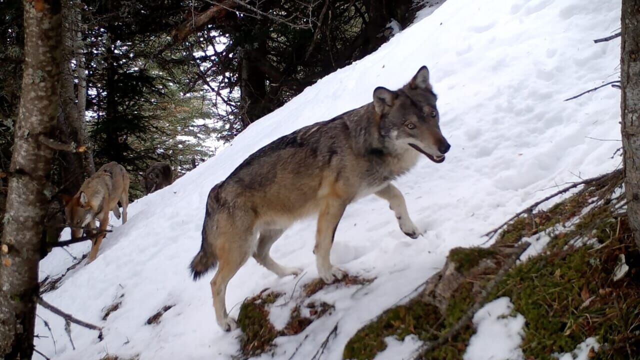 Vivre avec les loups