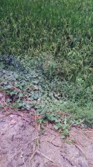 Very beautiful paddy field