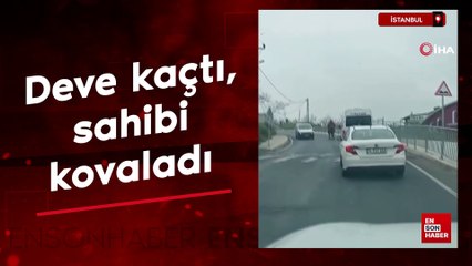 İstanbul'da ilginç görüntü: Deve kaçtı, sahibi kovaladı