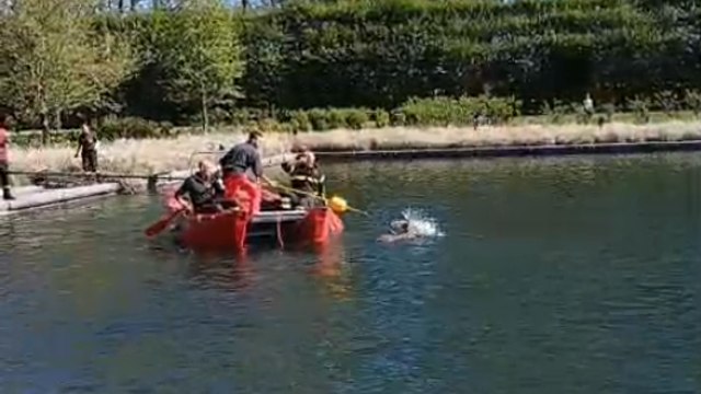 Reggia di Venaria, un capriolo rischia di annegare nel laghetto: salvato