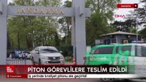 Sakarya'da iş yerinde kraliyet pitonu ele geçirildi
