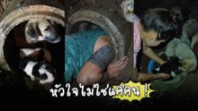 สาวโพสต์คลิปช่วยหมาจร 7 ตัวติดท่อระบายน้ำกลางป่า กลัวน้ำท่วมเพราะฝนตก !