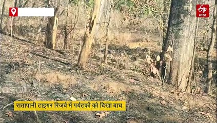 एमपी में शौकीनों के लिए स्वर्ग बनता रातापानी, बाघों की दिलकश अदाएं बना देगी दिवाना