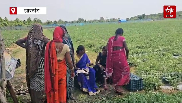 हजारीबाग में तरबूज की खेती से किसान हो रहे मालामाल, महिलाओं का बटुआ भी हो रहा लाल