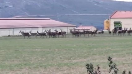 Animales en los cultivos de la Comarca de Tábara (Zamora)
