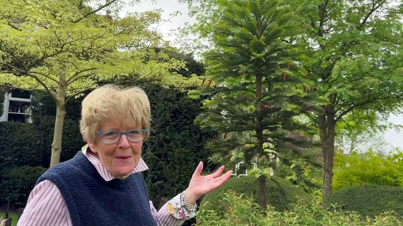 West Midlands: ‘Dinosaur tree’ bears fruit