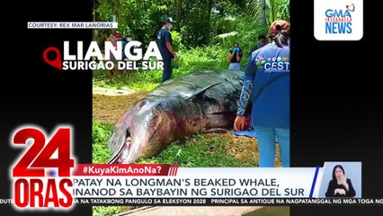 Patay na longman's beaked whale, inanod sa baybayin ng Surigao del Sur | 24 Oras
