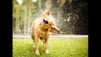 Is Your Dog Trying to Tell You Something? 30+ Behaviors You Shouldn’t Ignore