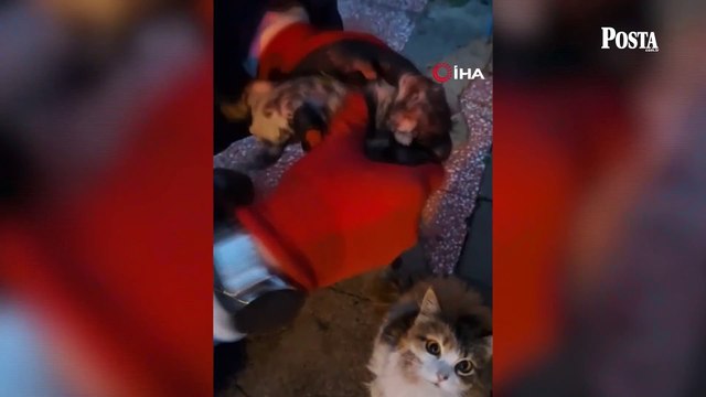 Kırıkkale'de anne kedi baygın yavrusunu itfaiye ekiplerine getirdi! O anları çaresizce izledi