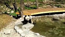 Panda  daily life:    It's hot, take a dip in the water    🐼(37)   #Panda #Lovely