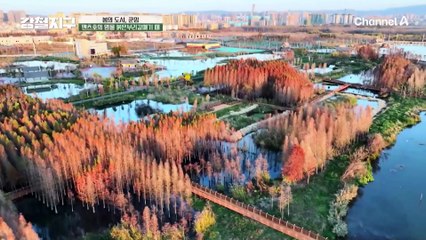 중국 SNS 핫플레이스?! 봄의 도시, 중국 쿤밍에서 붉은부리갈매기들과 뽀뽀하기♨