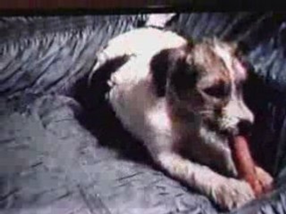 Moogly mange carotte sur il en faut peu pour être heureux