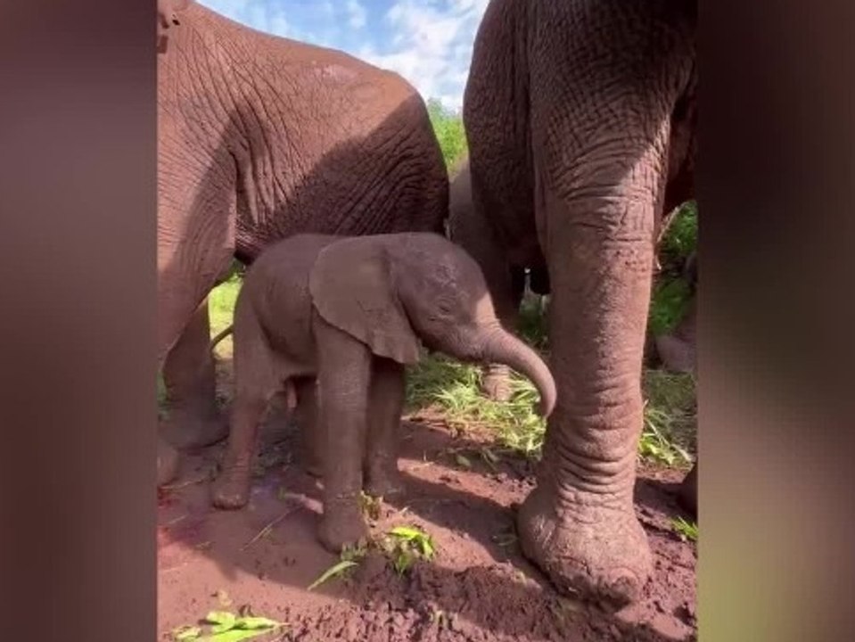 Es ist ein Junge: Elefant kommt in Rettungsstation zur Welt
