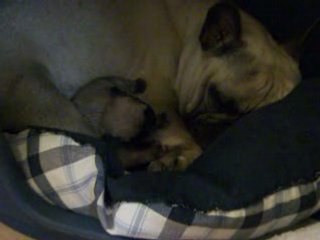 Daft Punk 5 jours Gros câlin!