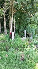 suasana di sekitar punden reco banteng mbah sindhuwangsa