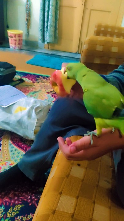 Apple Lover