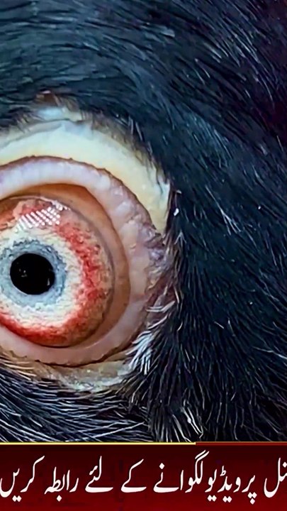 Subscribe Our YouTube Channel For Complete Videos https://www.youtube.com/@PakistanPigeonAssociation