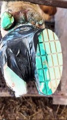 Worst Hoof Cases I've ever worked on 😯