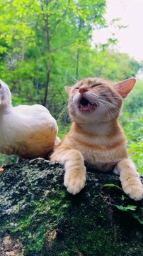 dog and duck funny moment | duck and dog friendship | funny cats and dog.