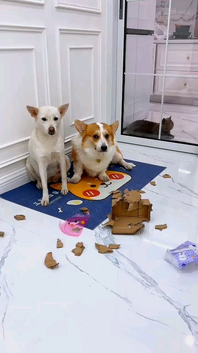 funny dog videos