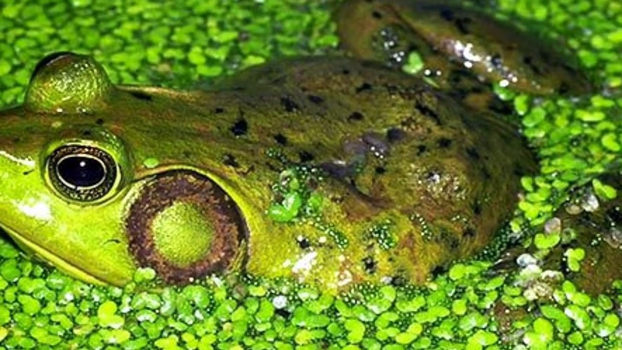 The Fascinating Pig Frog: A Large and Vocal Amphibian of the Southeastern United States