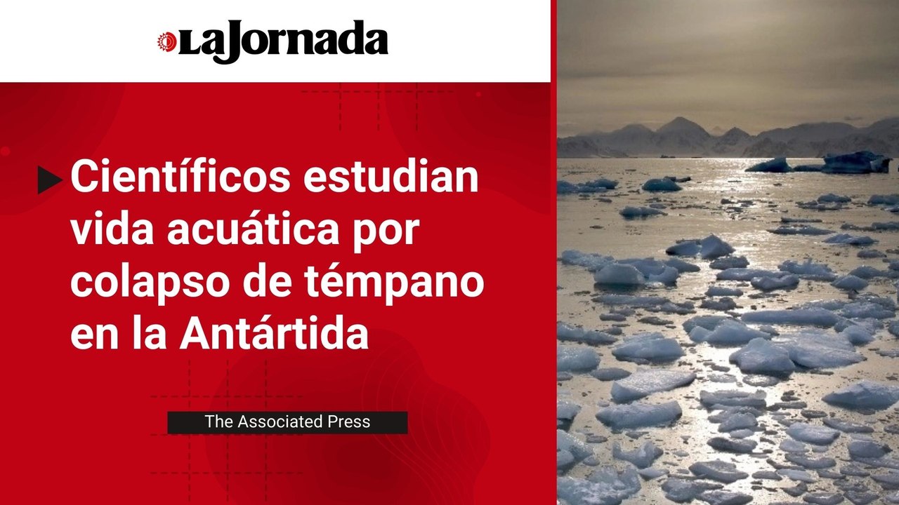 Científicos estudian vida acuática por colapso de témpano en la Antártida