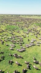 All video about birds life and hunting birds etc