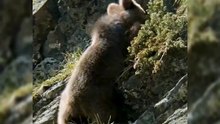 All video about birds life and hunting birds etc