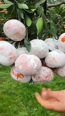 #fruits #fruit #fruitsalad #fruitlover #fruitsbasket #fruitfully #fruitstagram #fruitarian #freshfruits #fruitoftheday #fruitgram #satisfying #juice #satisfaction #africa #healthy #usa #usafruitlover #fruitbowl #asmr #fruitslover