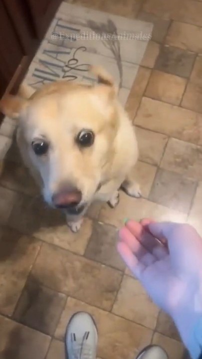 Le chien 🐶 : dès que la nourriture apparaît, il entre en transe gastronomique🍖🌀💥Abonne-toi pour ne rien manquer !