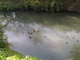 Les petits canards