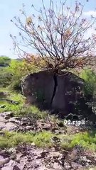 Bir ağacın sabrı devasa kayayı ikiye ayırdı