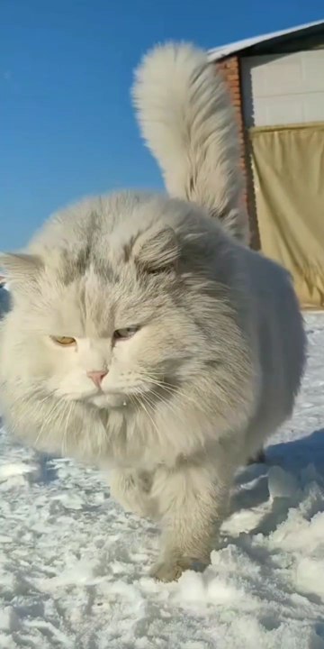 Record the daily life of cats Cats are ice and snow, and patrol their territory as always.