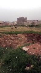 A Beautiful Scene of Goats Grazing in a Small Pasture