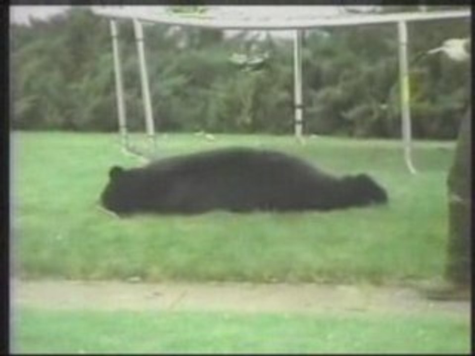 Funny Video - HILARIOUS!! -Bear falls out of tree onto tram