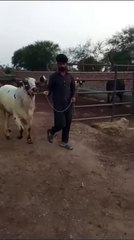 Cholistani Bull Available for Qurbani in Islamabad